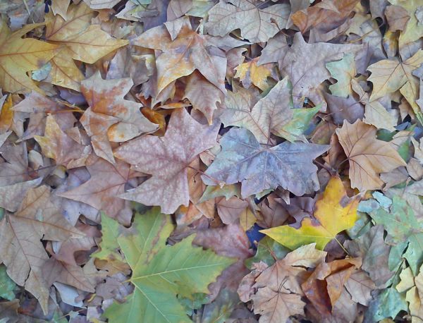 hojas
Palabras clave: hoja,otoño