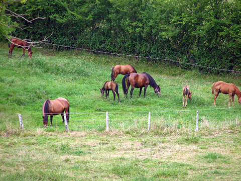 caballo
caballos
Palabras clave: caballo, cuadrúpedo, paisaje, rural