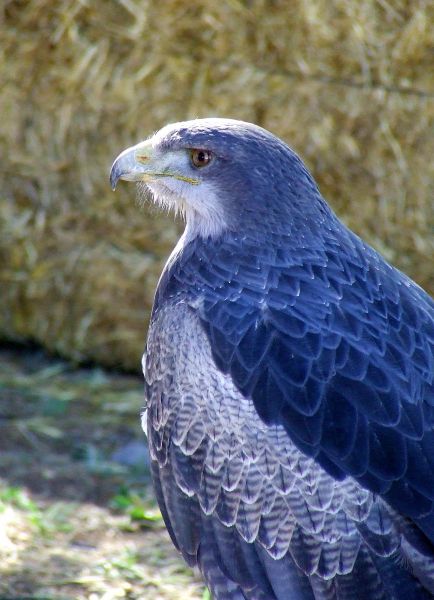 águila real
Palabras clave: Aves,rapaces,pájaros