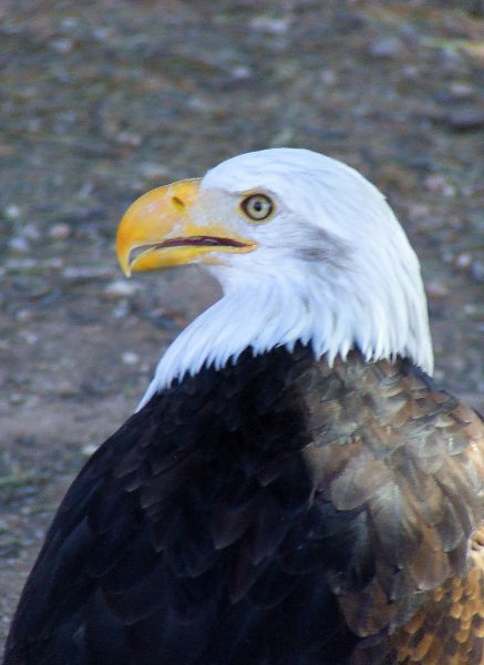 águila calva
águila americana
Palabras clave: Aves,rapaces,pájaros