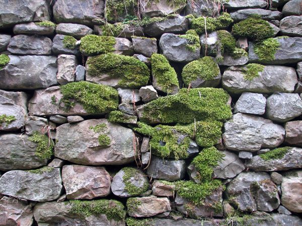 muro de piedra
muro de piedra
Palabras clave: muro,piedra,musgo,roca
