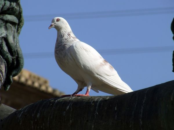 Paloma
Paloma blanca.
Palabras clave: paloma, ave, paloma blanca, pajaro
