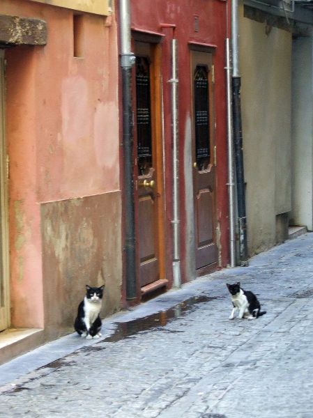 Gatos
Palabras clave: Gato, calle, Valencia