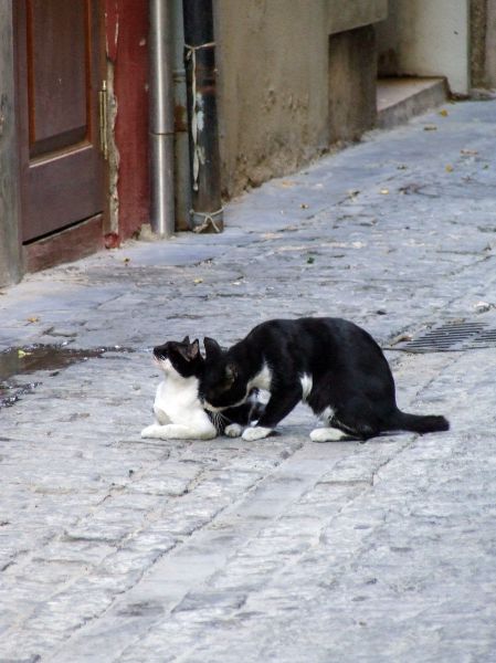 gato
Palabras clave: Gato, calle, Valencia, mamífero, felino