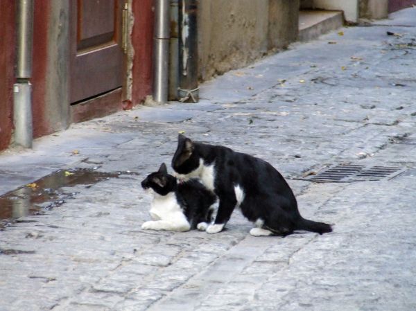 Gatos
Palabras clave: Gato, calle, Valencia, mamífero, felino