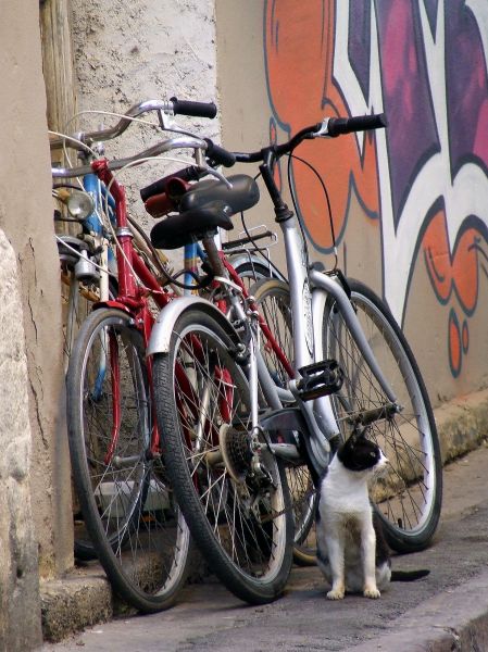 bicicletas en callejón con gato
Palabras clave: bicicleta,gato