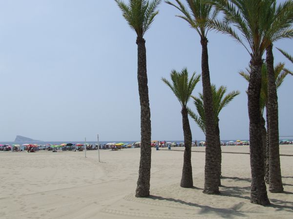 Palmeras Playa de Levante
Benidorm, Alicante, Comunidad Valenciana
Palabras clave: Playa,Benidorm,Alicante,Valencia,palmera