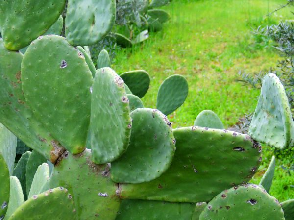 cactus
Palabras clave: rural,natural,paisaje