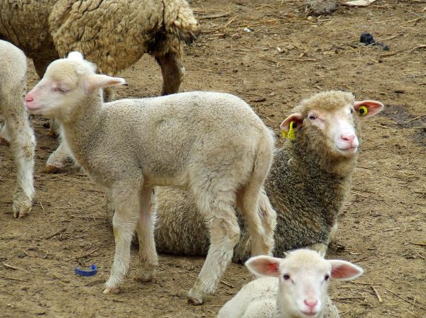ovejas
Palabras clave: oveja,cordero,ruamiante,mamíferos
