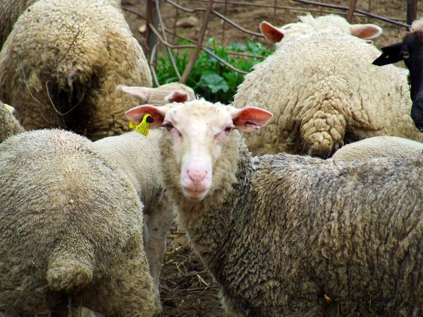 ovejas
Palabras clave: oveja,cordero,ruamiante,mamíferos