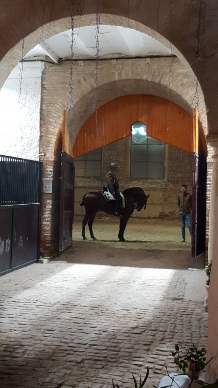Caballerizas reales
Palabras clave: Andalucía,Córdoba,caballo