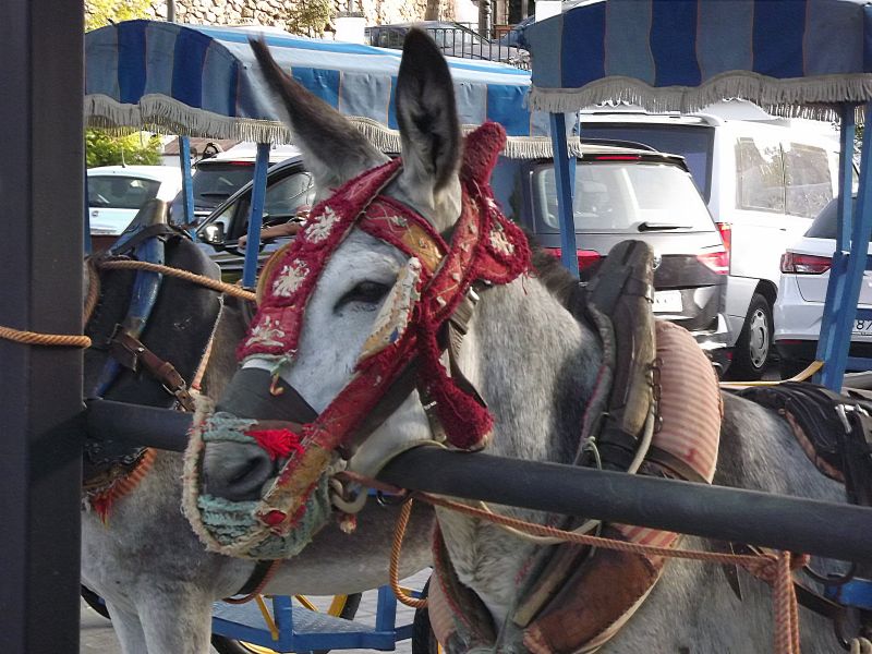 burro taxi
Palabras clave: Mijas,Andalucía