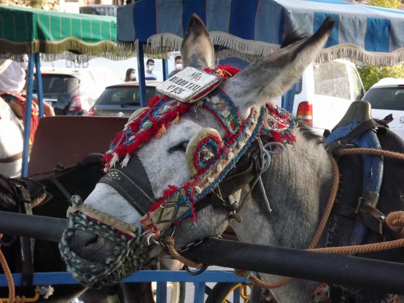 burro taxi
Palabras clave: Mijas,Andalucía