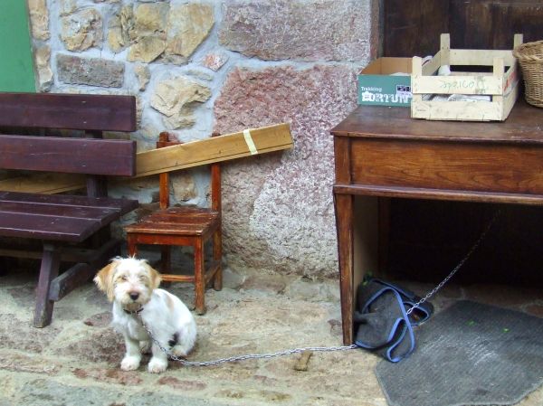 perrito
Palabras clave: asturias,  rural, perro, bodegón