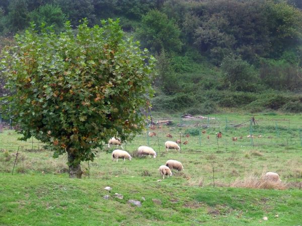 Paisaje asturiano
Palabras clave: Ovejas, asturias, paisaje, rural