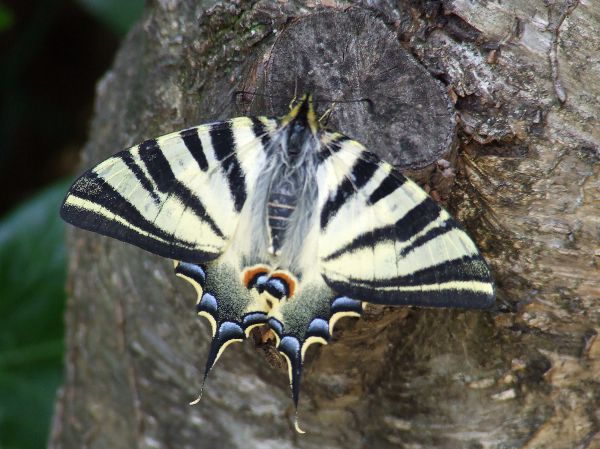 mariposa papilio
Palabras clave: volar,lepidóptero,macaón