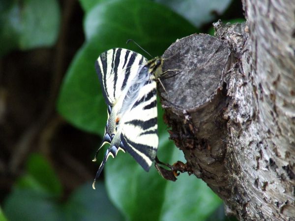 mariposa papilio
Palabras clave: volar,lepidóptero,macaón