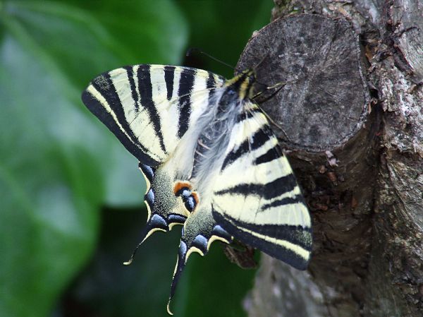 mariposa papilio
Palabras clave: volar,lepidóptero