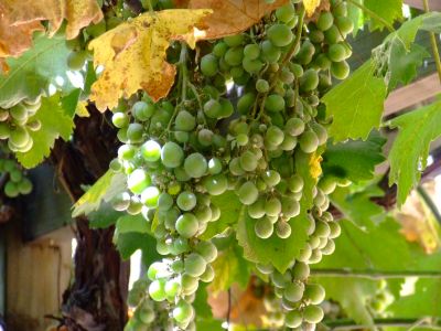 uvas
Palabras clave: uvas, parra