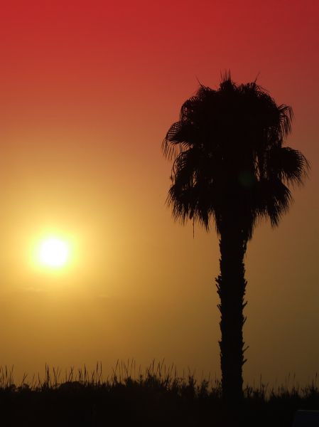 atardecer
La Mata (alicante)
Palabras clave: contraluz,palmera