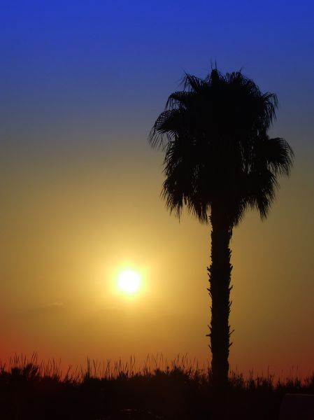 atardecer
La Mata (alicante)
Palabras clave: contraluz,palmera