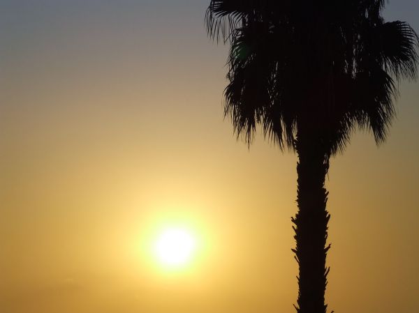 atardecer
La Mata (alicante)
Palabras clave: contraluz,palmera