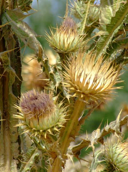 cardo
Palabras clave: cardo