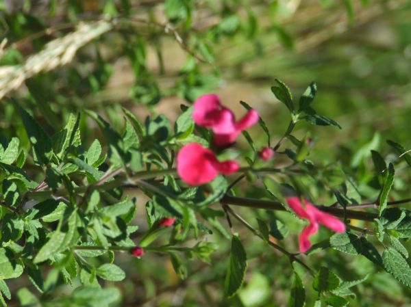 flor
Palabras clave: flor