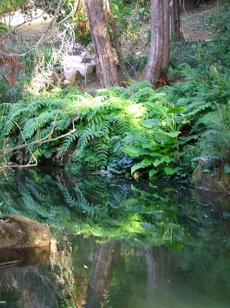 estanque
Jardines palacio de Monserrat, Sintra
Palabras clave: Portugal,agua,plantas