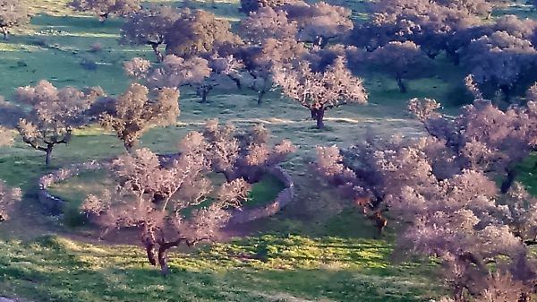 Encinas
Palabras clave: Natural,Paisaje