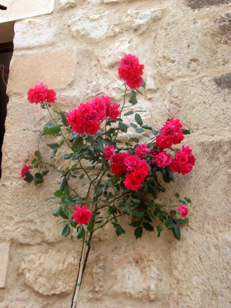 Flores. Ramo de rosas.
