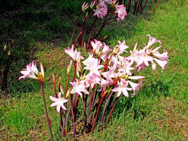 Flores. Jardines del Parador Nacional de Baiona.
Palabras clave: flor