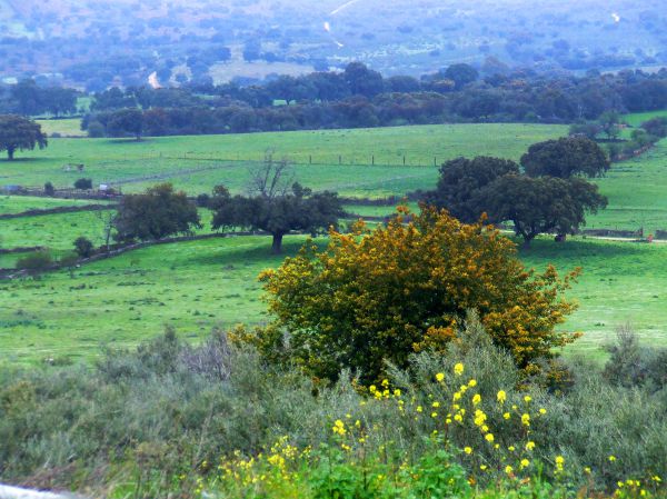 encina
Palabras clave: Encina,árbol,rural,natural,paisaje