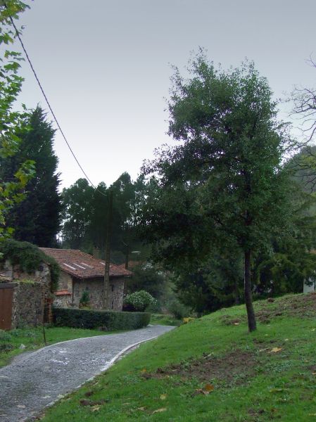 Paisaje asturiano
Monte Naranco. Oviedo (Asturias).
