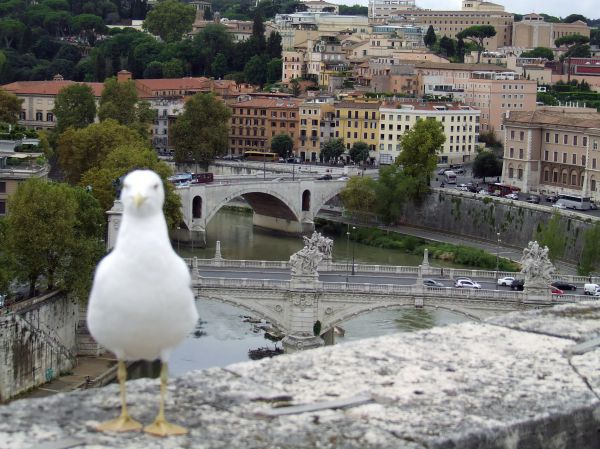 Puentes sobre el Tiber
Palabras clave: roma,italia,europa
